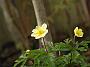 Anemone Lipsae-Hybriden Seemannii1